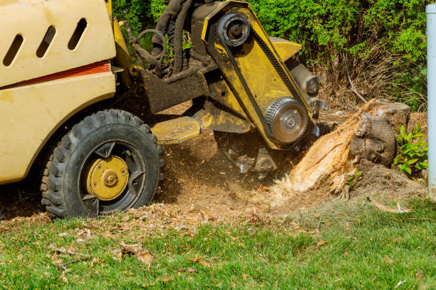 Tree Service Excellence: Keeping Your Landscape Lush and Healthy